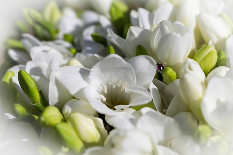 white scented flowers