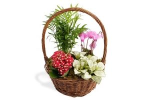 planted_seasonal_baskets