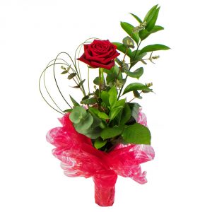 1 red rose in a glass vase